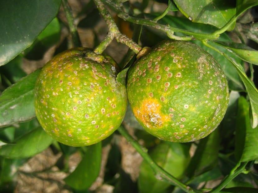 Piojo de San José: daños en frutales y control eficaz