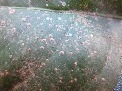 Escudos de Aonidiella aurantii sobre corteza de cítrico