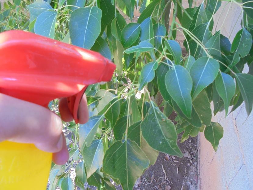 Pulverización foliar de un árbol frutal