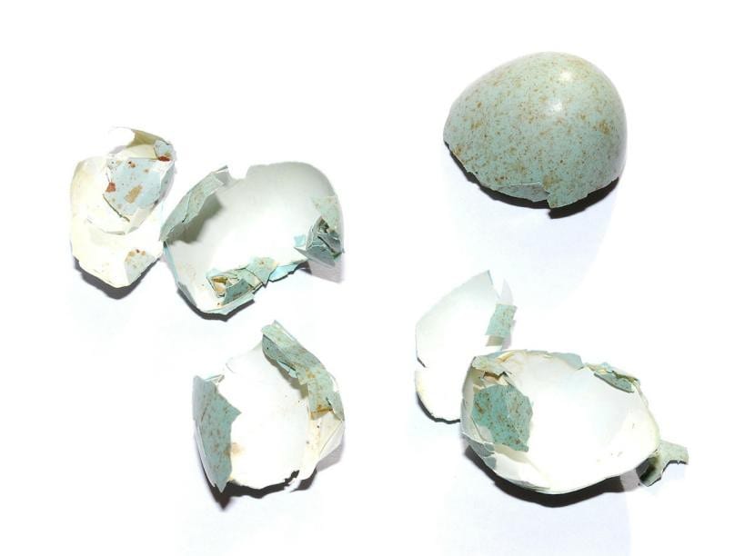 Cáscaras de huevo trituradas usadas como barrera en el suelo