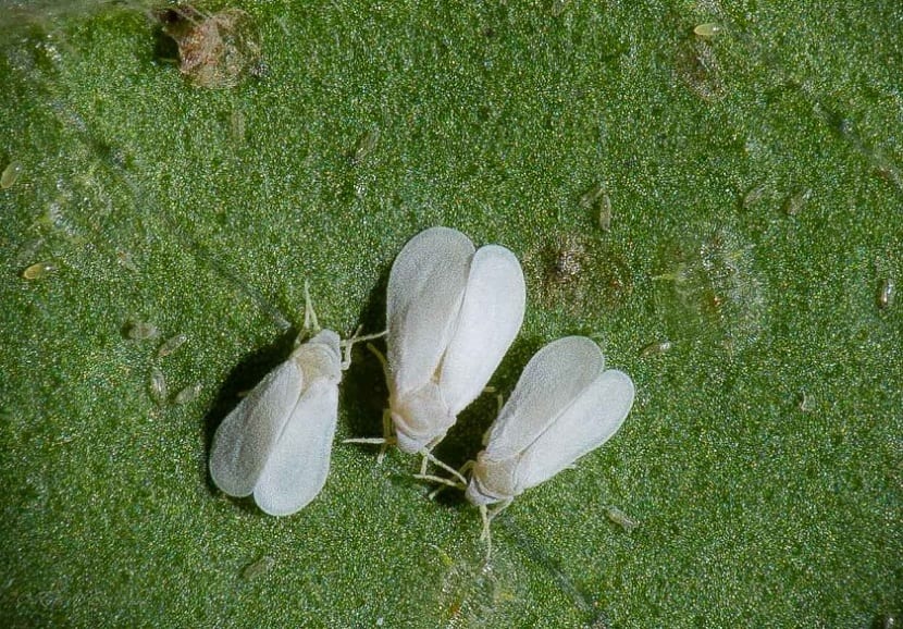 Mosca blanca: identificarla, prevenirla y tratarla bien