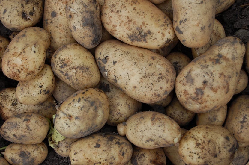 Plagas y enfermedades de la patata: guía de campo