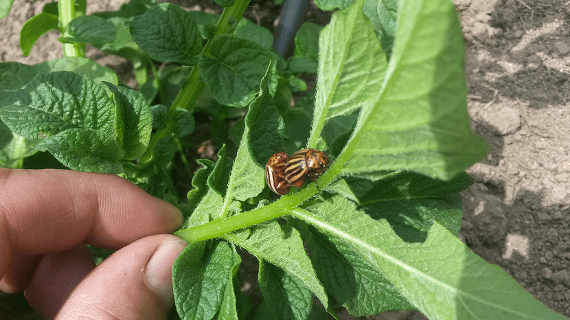 Escarabajos de la patata sobre el follaje del cultivo