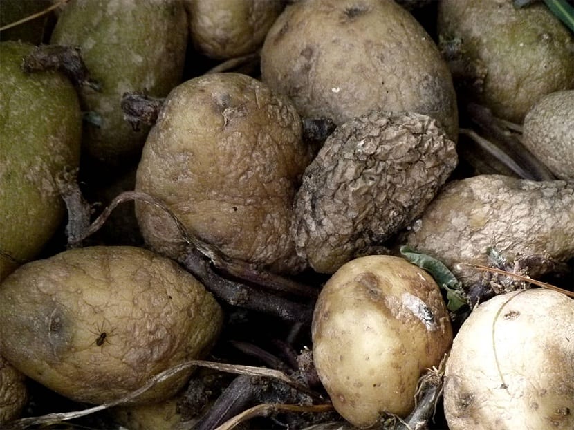 Tubérculos de patata afectados por podredumbre