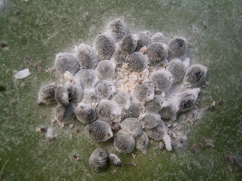 Cochinilla algodonosa en el tallo de una planta