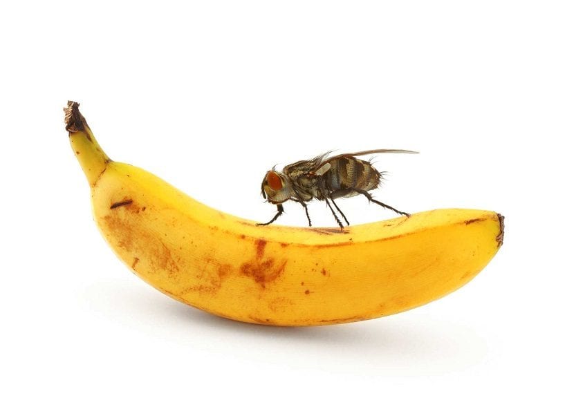 Ejemplar de mosca de la fruta sobre un fruto maduro