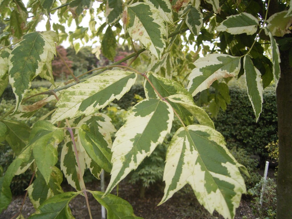 Plagas y enfermedades del Acer negundo y cómo tratarlas