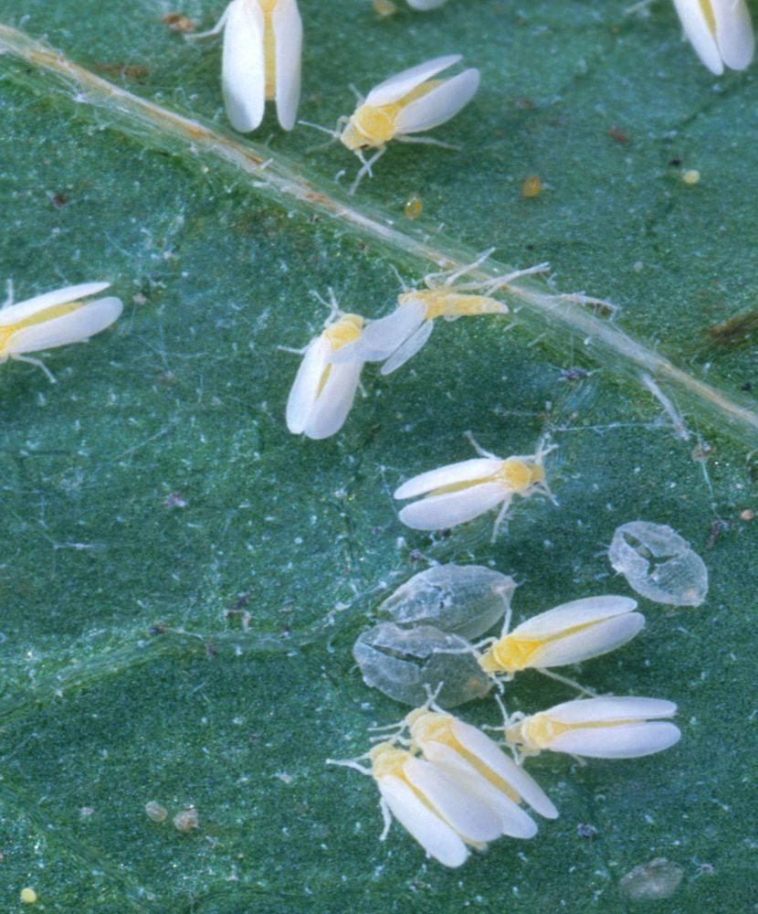 Adultos de mosca blanca en el envés de una hoja