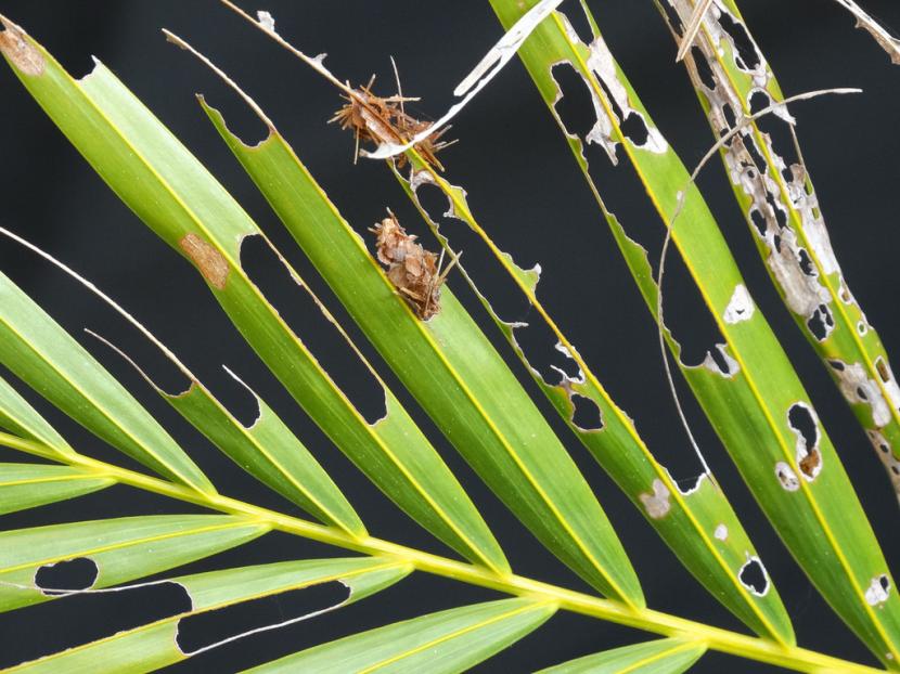 Plagas y enfermedades de las palmeras: síntomas y control