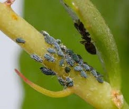Colonia de pulgones en un brote tierno