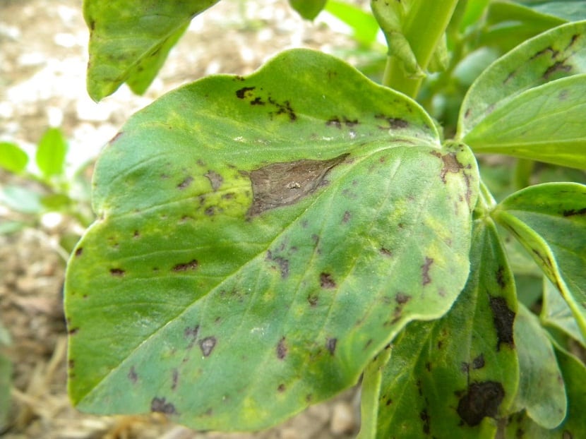 Plagas y enfermedades en el cultivo de plantas y flores