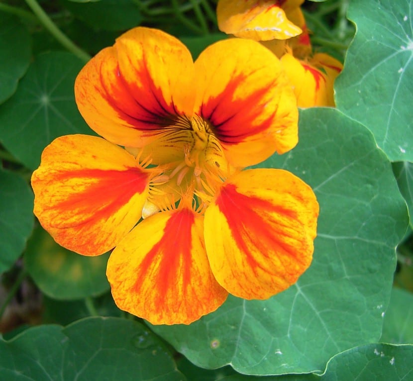 Capuchina en flor, utilizada como cultivo trampa frente al pulgón
