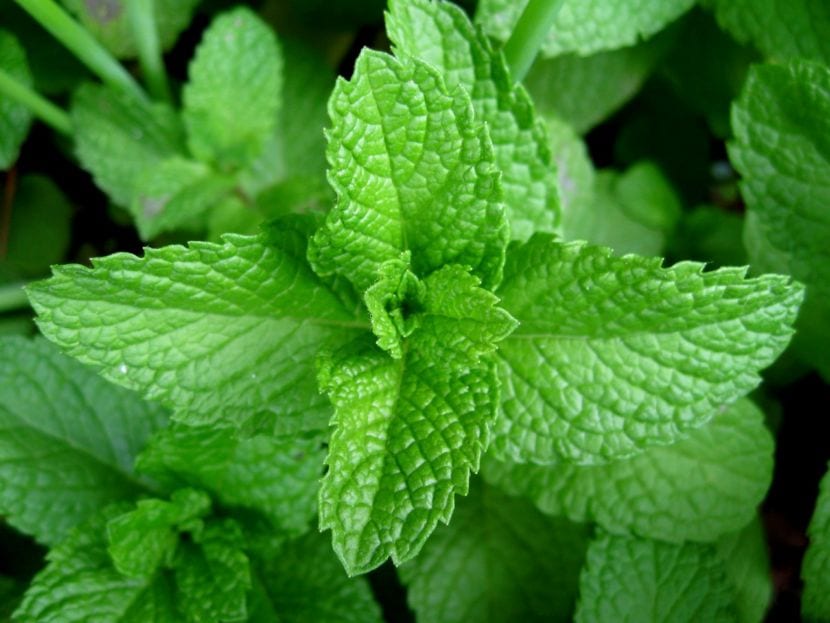 Planta de menta cultivada en maceta