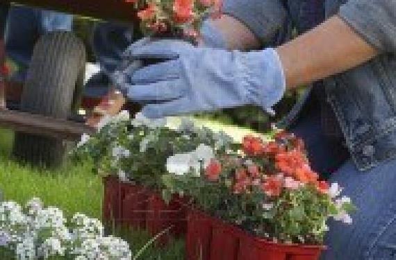 Plantas que repelen plagas: qué funciona y qué no