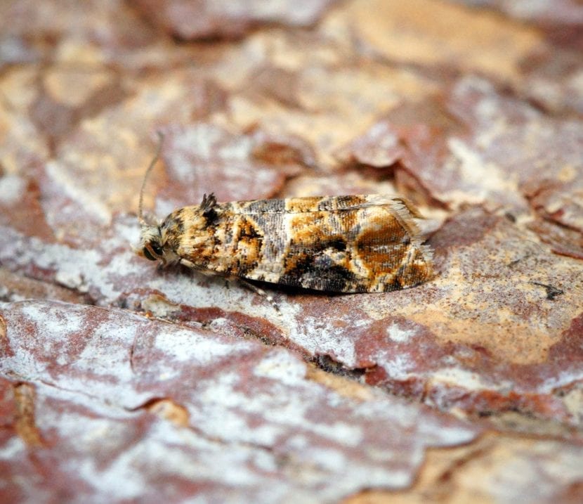 Racimo de uva con daños de polilla del racimo y podredumbre asociada