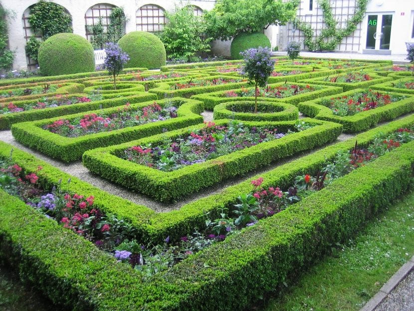 Seto de coníferas en un jardín