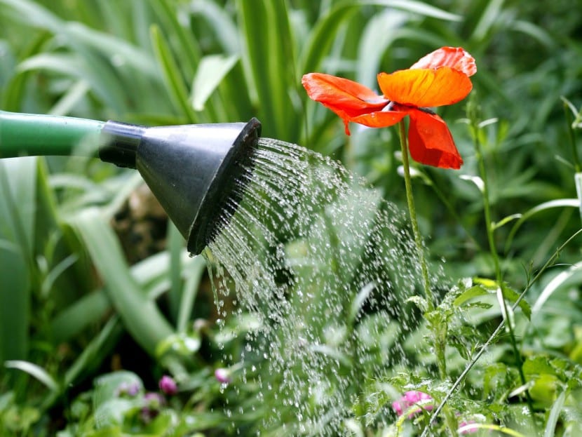 Riego de plantas en el jardín