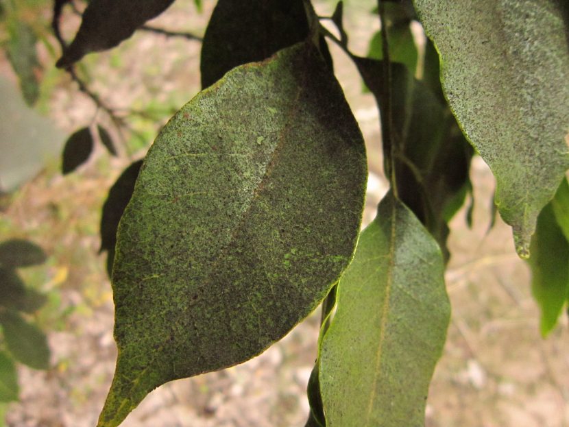 Hojas con zonas ennegrecidas en una planta de jardín