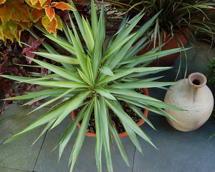 Yucca elephantipes variegata
