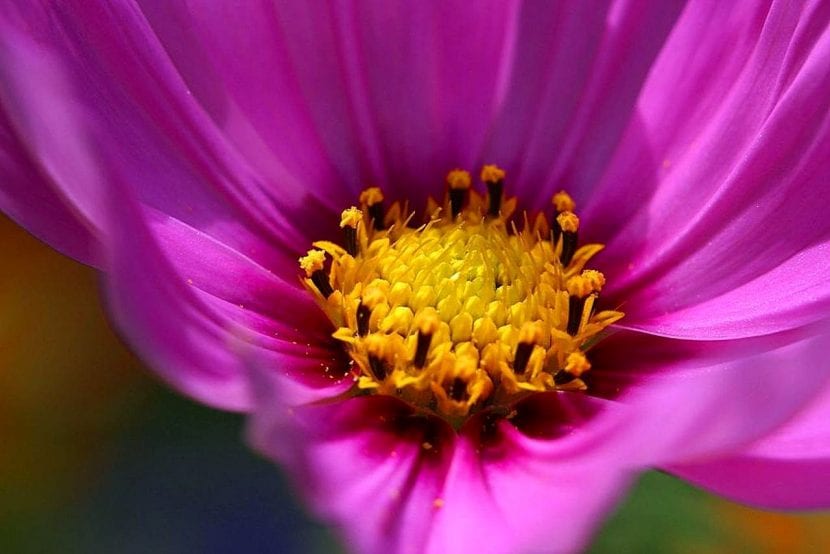Flor morada en el jardín
