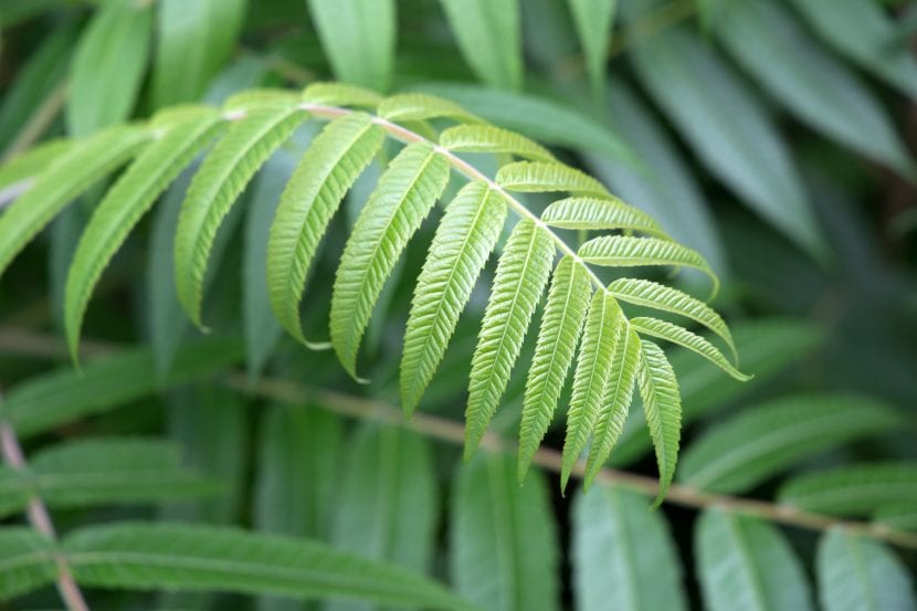 Hoja sana de un árbol