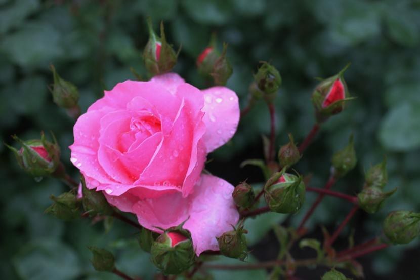 Rosal en flor con follaje sano