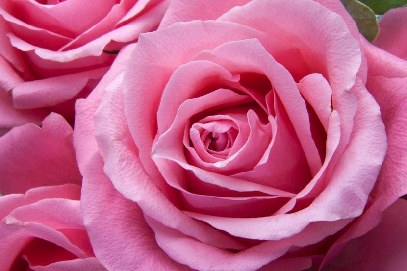 Rosa abierta en un rosal de jardín