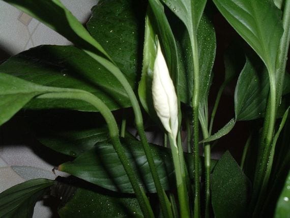 Spathiphyllum con sus hojas verdes y espatas blancas