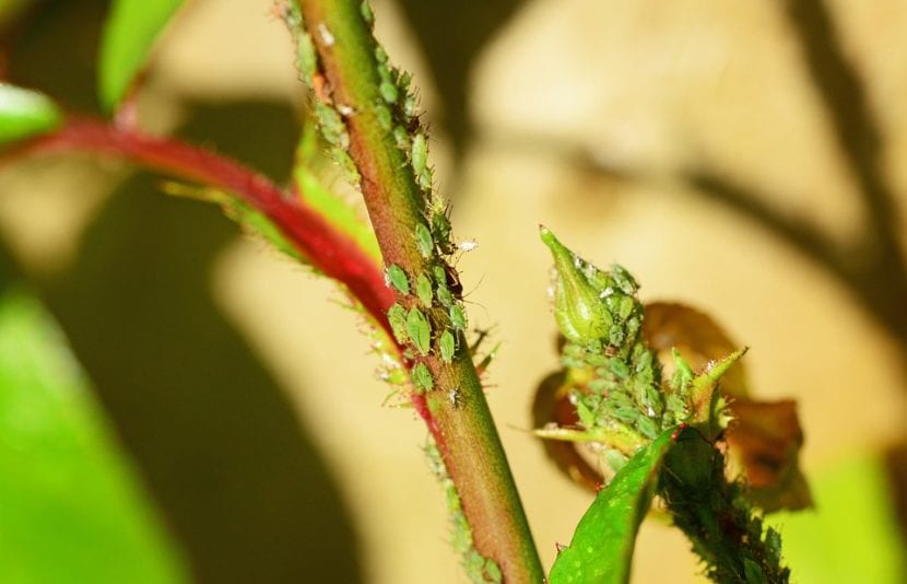 Colonia de pulgones sobre un brote de rosal
