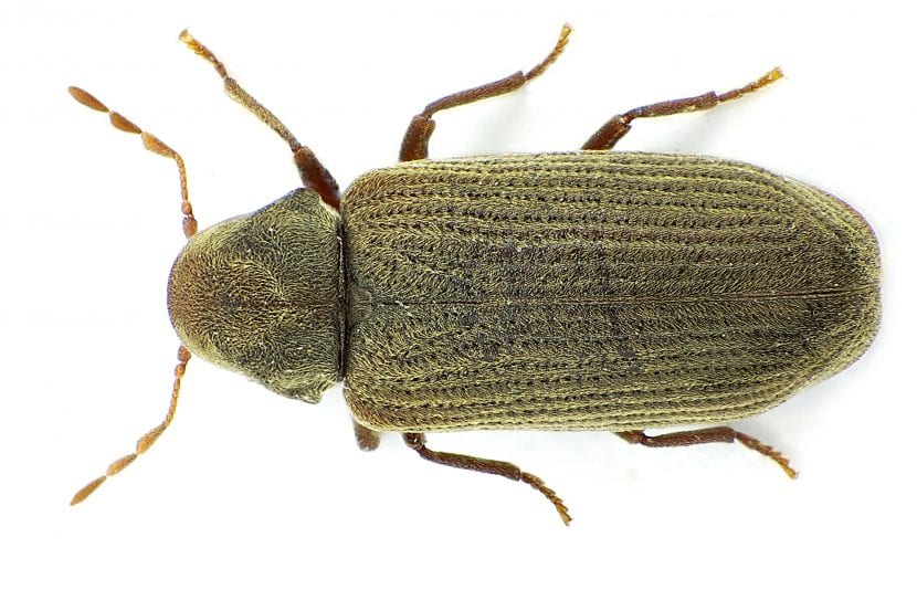 Madera atacada por carcoma con orificios de salida
