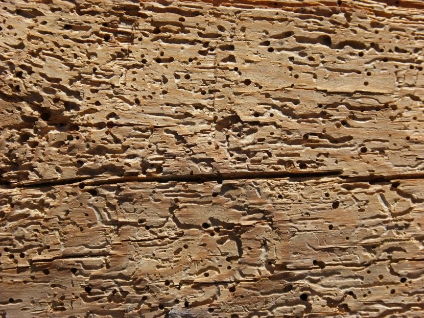 Detalle de madera carcomida con galerías interiores