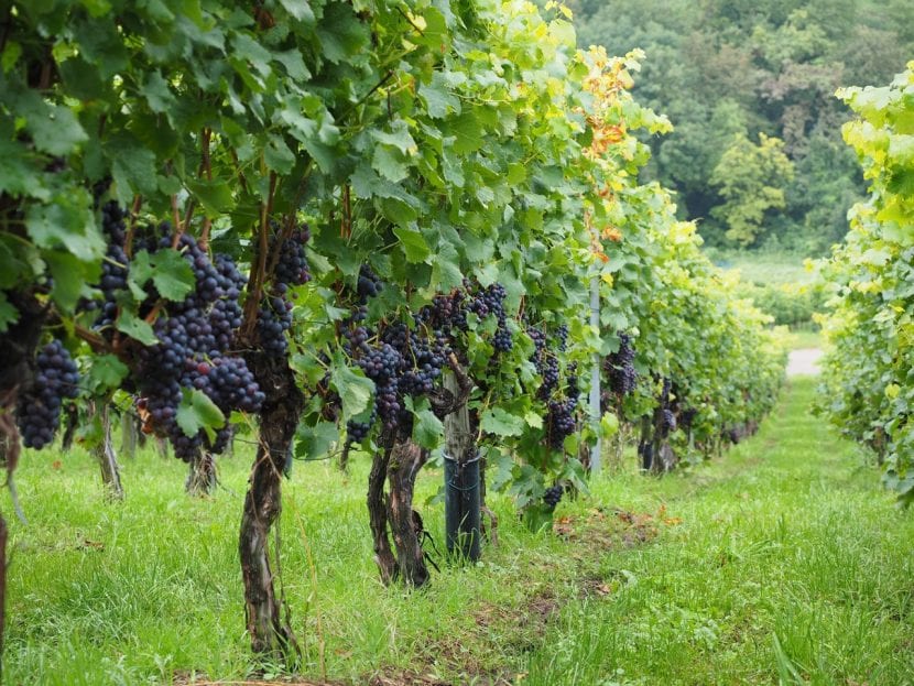Plantación de vid en espaldera