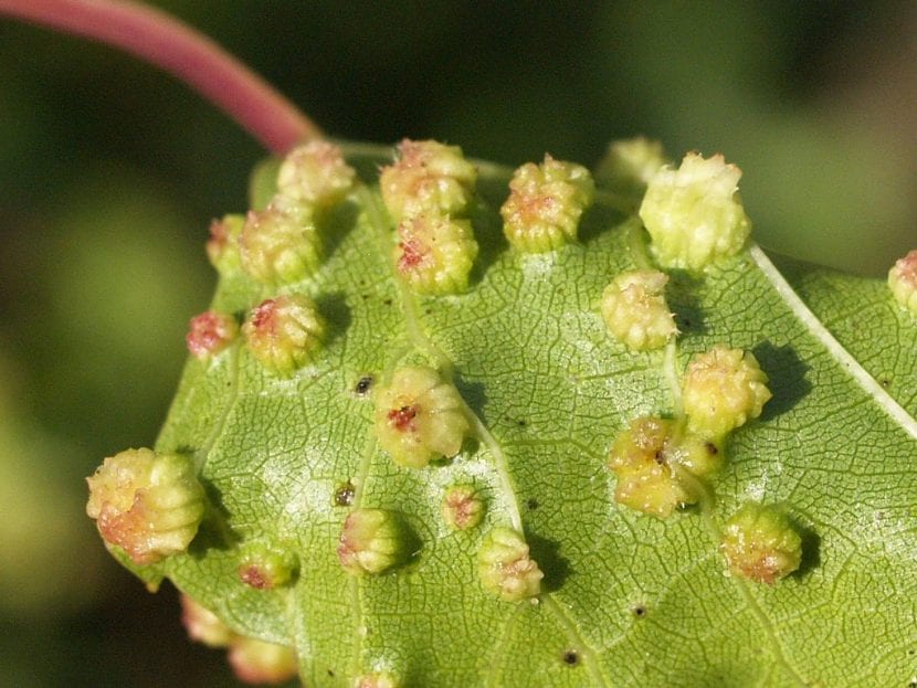 Cepa de vid afectada por filoxera con hojas amarillentas