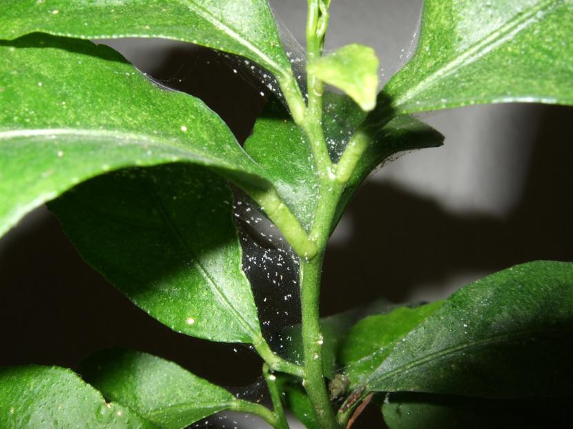 Ácaros en las plantas: qué son, daños y cómo eliminarlos
