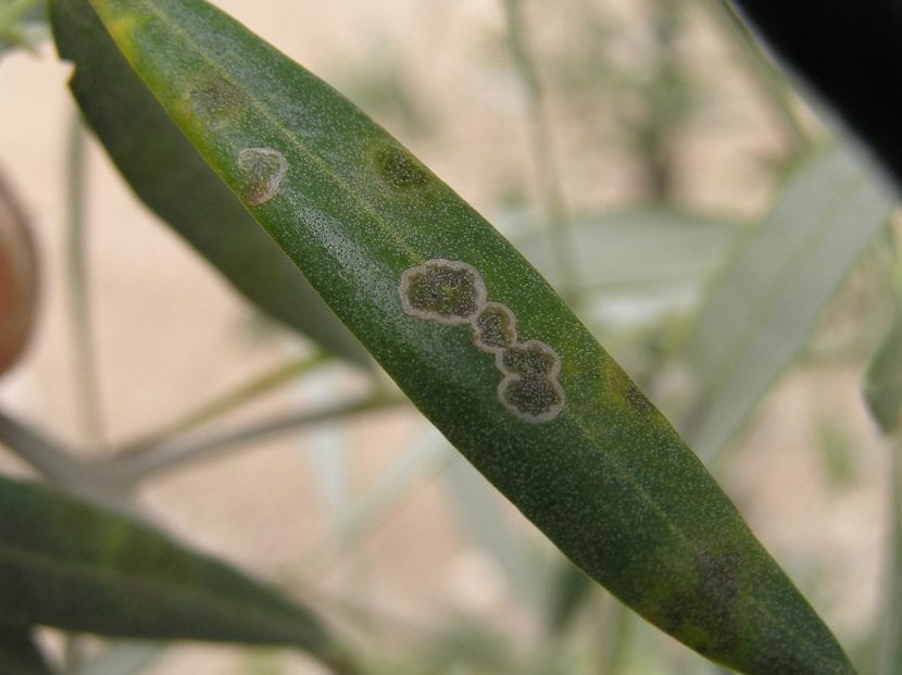 Hojas de olivo con las manchas circulares características del repilo