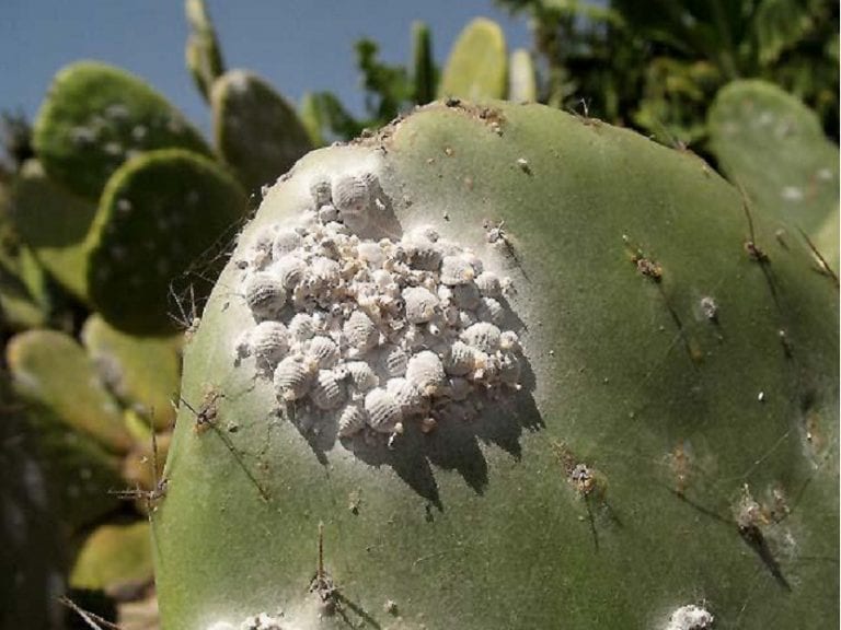 Colonia de cochinillas alimentándose de savia en un tallo