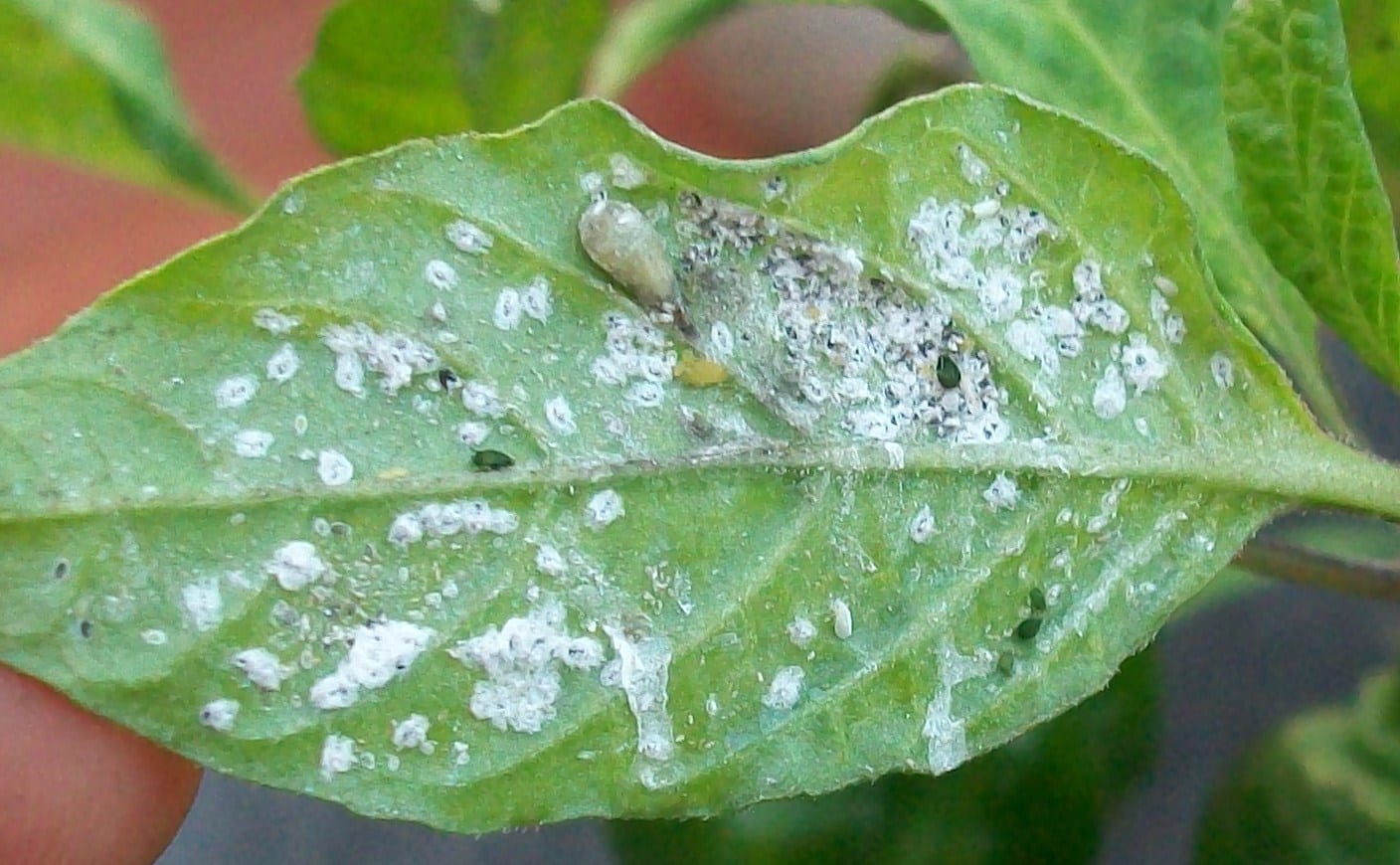 Trips: cómo identificarlos y combatirlos en plantas y huerto