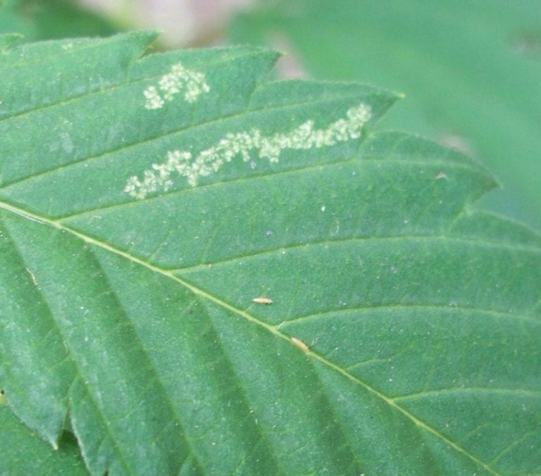 Daño de plaga de trips sobre el tejido vegetal
