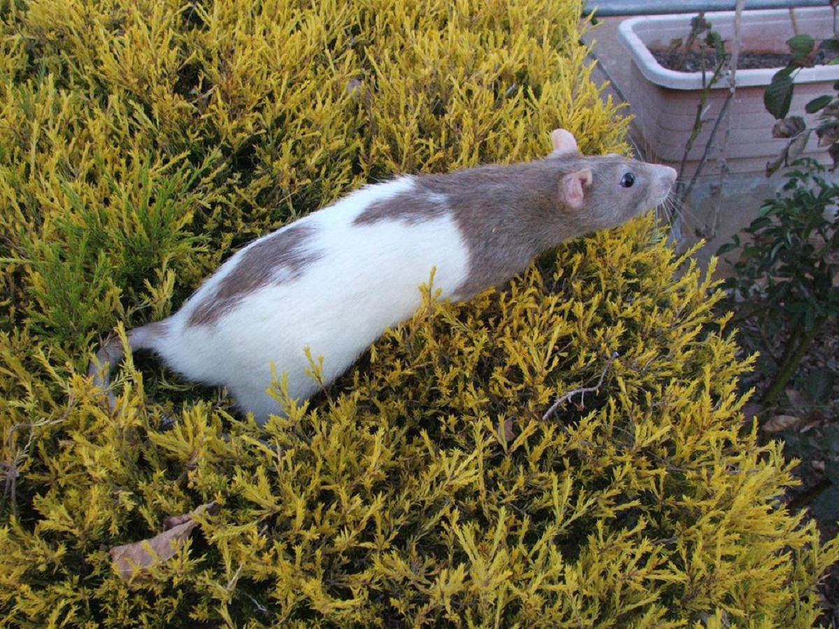 Ratas y ratones en el huerto: control eficaz y sin riesgos