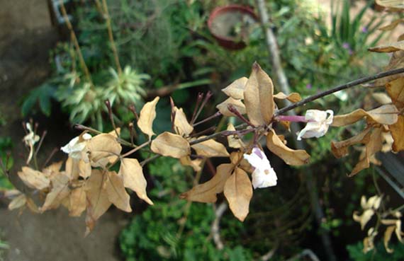 Hojas secas y marchitas en una planta que ha pasado sed