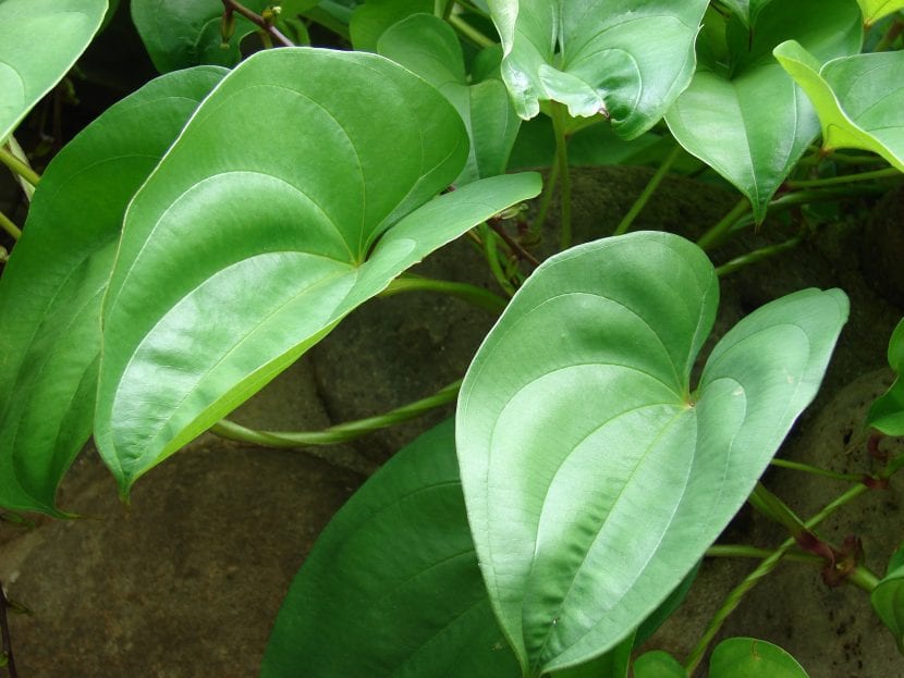 Hojas verdes y turgentes de una planta bien hidratada