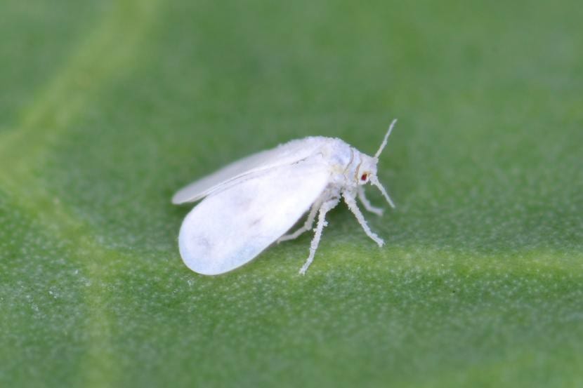 Adultos de mosca blanca en el envés de una hoja