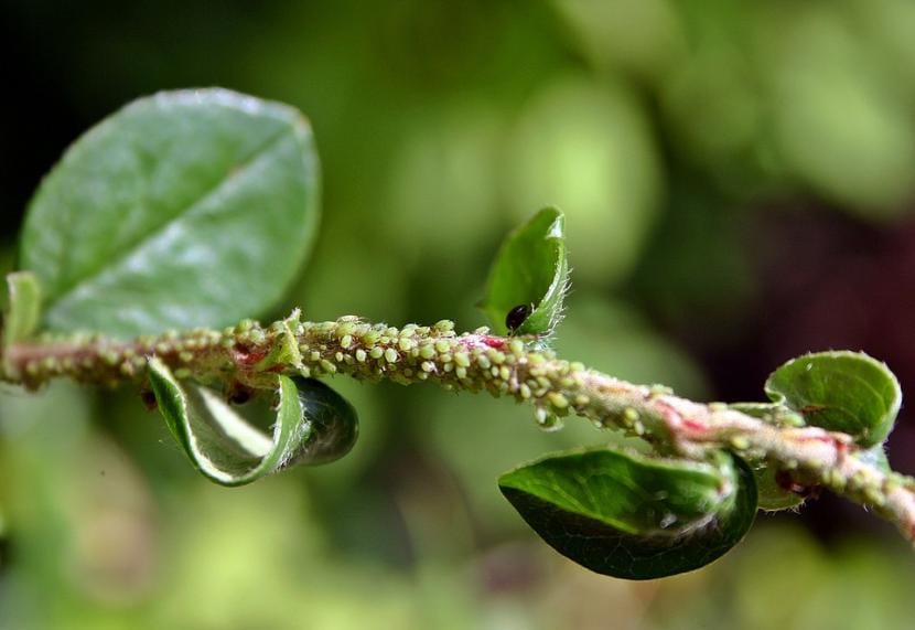 Remedios caseros para las plagas del huerto y el jardín