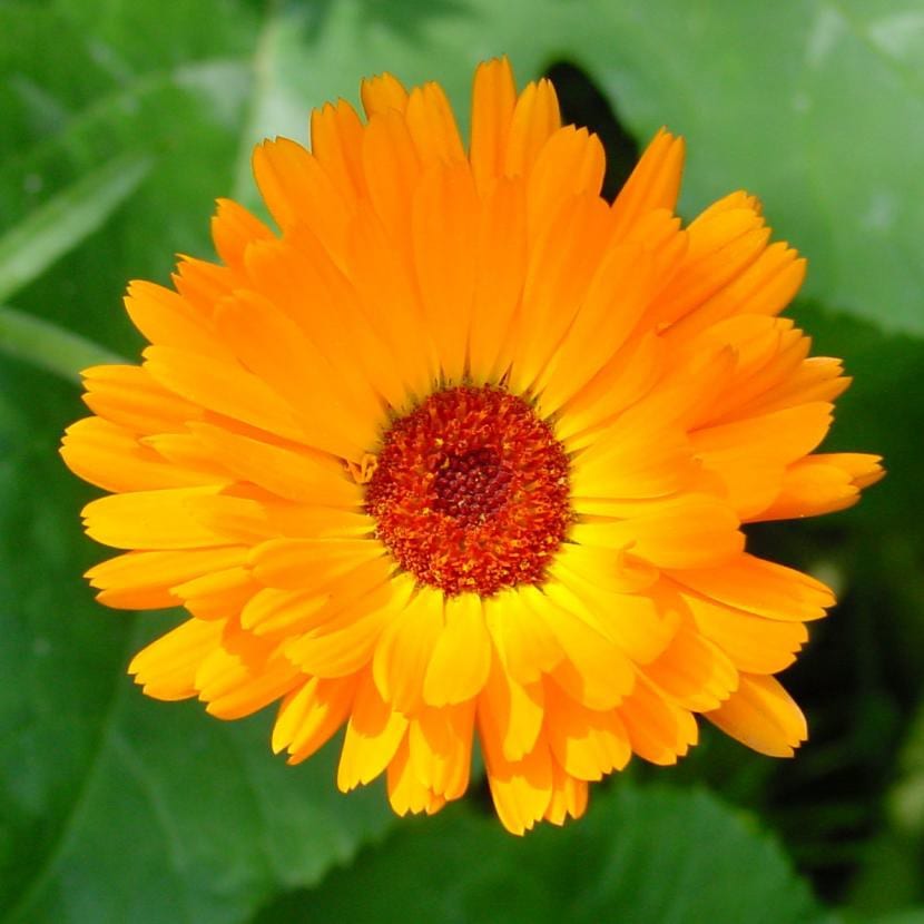 Flores de caléndula, a menudo confundida con el clavel de moro