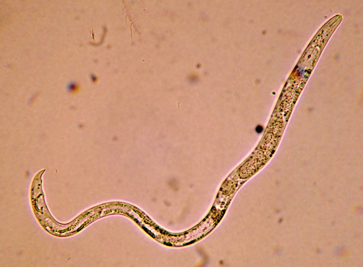 Plantas contra nematodos: qué funciona en el huerto