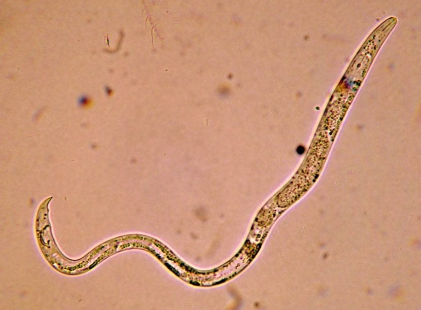 Nematodo visto al microscopio