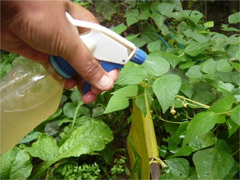 Fungicidas y repelentes ecológicos que sí funcionan