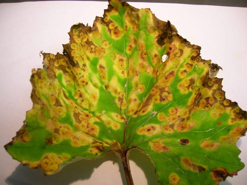 Detalle de las pústulas del hongo Puccinia sobre hoja