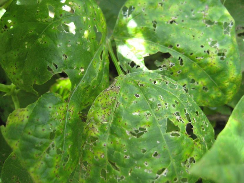 Pústulas anaranjadas de roya en el envés de una hoja