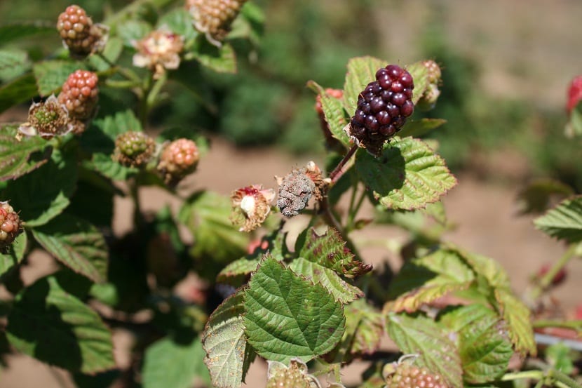 Moho en las plantas: por qué aparece y cómo eliminarlo